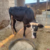 گوساله ماده سمینتال|حیوانات مزرعه|باوی, |دیوار