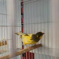 قناری نر مست مست شلاقی|پرنده|اصفهان, آبشار|دیوار