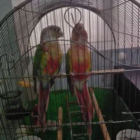 یک جفت گرینچیک مولد اناناسی