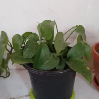 گلهای زیبا|گل و گیاه طبیعی|سنگر, |دیوار