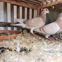 سوسنی|پرنده|شیراز, سهل‌آباد|دیوار