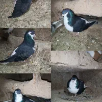 طوقی سده دم سفید پشتی