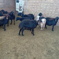 میش عزل افشار 14عدد|حیوانات مزرعه|تربت‌حیدریه, میدان مرکزی|دیوار