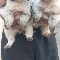 نر و ماده قدرجونی