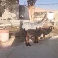 بز دوقلو زا با دو کهره نرو ماده