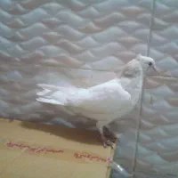 کبوتر طوقی|پرنده|اردبیل, |دیوار