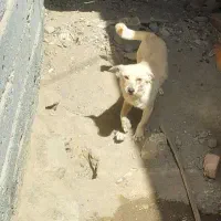 سگ پاکوتاه نر