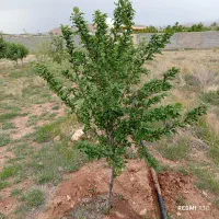 باغ در مزرعه امند 15دقیقه راهه از تبریز|فروش خانه و ویلا|صوفیان, |دیوار