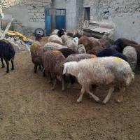 بره نر ماده برای قربانی|حیوانات مزرعه|صفادشت, |دیوار