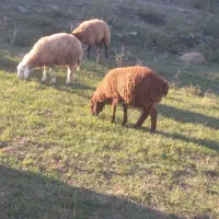 بره نر