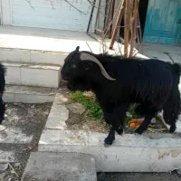 کوی سادات خ اصلی اروندی ۴۰متری جنب حسینیه