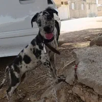 توله سگ گریدن