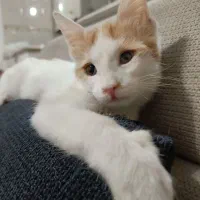 واگزاری گربه|گربه|تهران, امام زاده حسن|دیوار