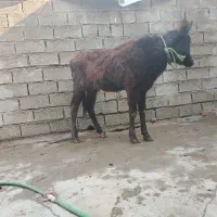 گوساله ماده خارجی|حیوانات مزرعه|اهواز, اسلام آباد شرقی|دیوار