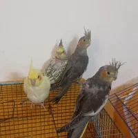 جوجه‌عروس‌هلندی‌و‌طوطی‌برزیلی