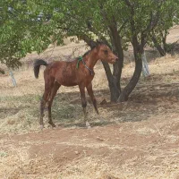 کره مادیان عرب خالص