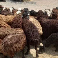 گوسفند از22کیلوتا 92 کیلو دارم زنده