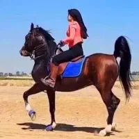 دوست داران اسب اراک