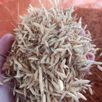 جوعلی کاظمی وچندتاخروس