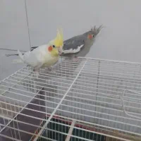 یک جفت نروماده عروس لوتینووسالمینو