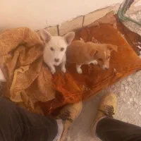 یک جفت پاکوتاه ۳ماهه بخاطر سازگاری بفروش میرسد|سگ|مشگین شهر, |دیوار