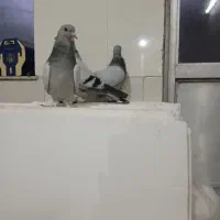 کبوتر طوقی ترکیه