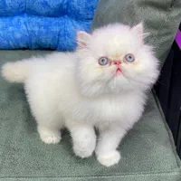 دنیای گربه های پرشین ( در تمامی رنگ ها )|گربه|اصفهان, جلفا|دیوار