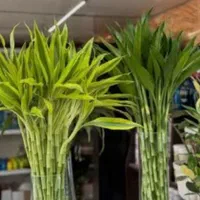 بامبو تایلندی درجه یک پر جوانه ۱۰۰ سانتی و ۱۲۰|گل و گیاه طبیعی|تهران, عبدل‌آباد|دیوار