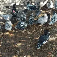 تخم مرغ نطفه دار نژاد گلین