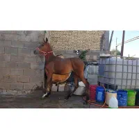 کره مادیان کورد