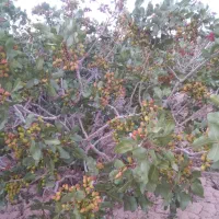 خریدار سم کلروپریفوس