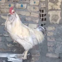 خروس محلی|حیوانات مزرعه|صوفیان, |دیوار