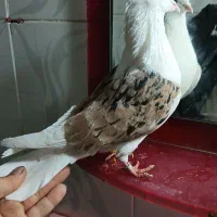 کبوتر گرده ای|پرنده|بروجرد, |دیوار