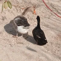 غاز محلی و اردک محلی|حیوانات مزرعه|مشگین شهر, |دیوار