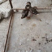 اردک پروازی|حیوانات مزرعه|شیروان (لرستان), |دیوار