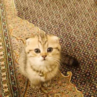 گربه اسکاتیش  فولد و انفولد وارداتی