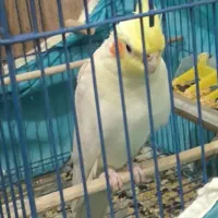 عروس هلندی لوتینو نر