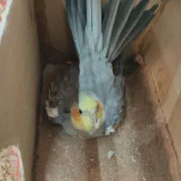 یک جفت عروس هلندی کاملا سالم و تخم گذار|پرنده|پارس‌آباد, |دیوار