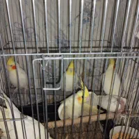 عروس هلندی مولد|پرنده|مهران (ایلام), |دیوار