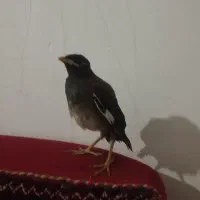 جوجه مینا