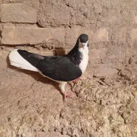 دوتا نر سینه سفید