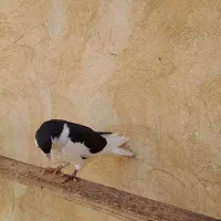 چپ سیاه جوجه|پرنده|اسفرورین, |دیوار