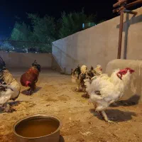 خروس ویژه (سه برابر خروس محلی) قیمت مناسب- گراش|حیوانات مزرعه|گراش, |دیوار