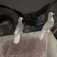 خوشرنگ الماسی|پرنده|جره و بالاده, |دیوار