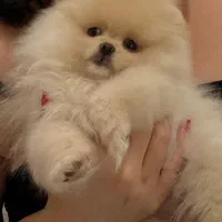 پامرانین سفید سایز صفر|سگ|رشت, لاکانی|دیوار