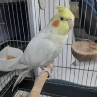 گمشده