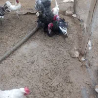 بوقلمون ماده دو عدد تازه به تخم اومدن