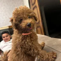 سگ تینی پودل رد|سگ|تهران, دزاشیب|دیوار