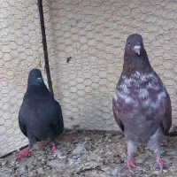 کبوتر سرخ پرشی|پرنده|اصفهان, حصه شمالی|دیوار