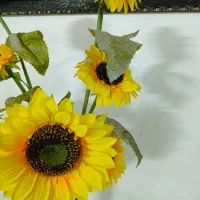 گل افتاب گردان